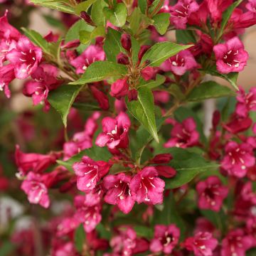 Weigelia florida Big Love