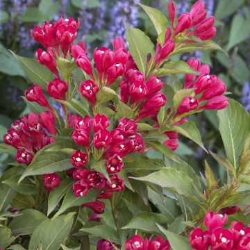 Weigelia All Summer Rood