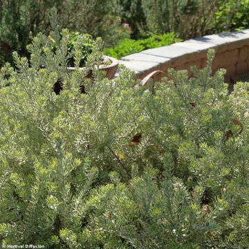 Westringia fruticosa Smookie - Australische rozemarijn