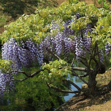 Wisteria floribunda - Blauweregen