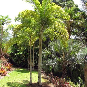 Wodyetia bifurcata - Vossenstaartpalm