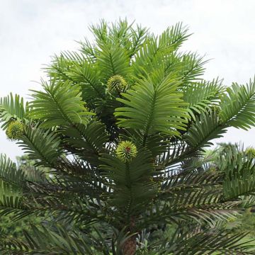 Wollemia nobilis - Wollemi-pijnboom