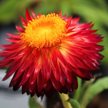 Strobloem Granvia Red Flame - Xerochrysum