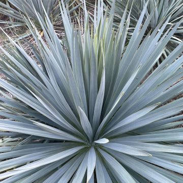 Yucca French Flag - Palmlelie