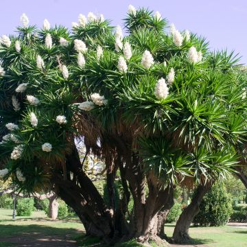 Yucca elephantipes - Palmlelie