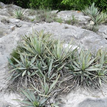 Yucca pallida - Palmlelie