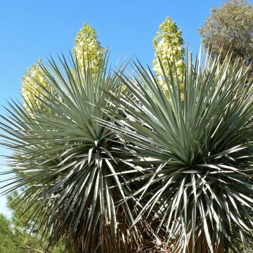 Yucca rigida - Blauwe yucca