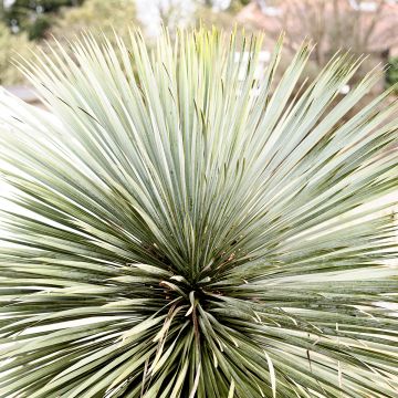 Yucca rostrata Sapphire Skies - Palmlelie