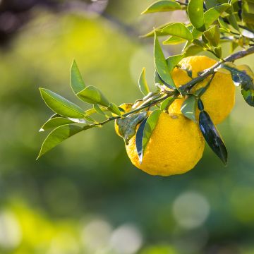 Yuzu - Citrus junos Yuzu - Citrus junos