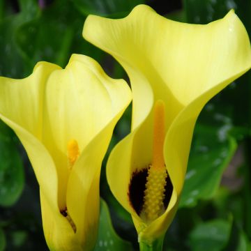 Zantedeschia Black Magic - Gele calla