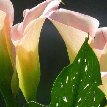 Zantedeschia Captain Marrero - Gele calla