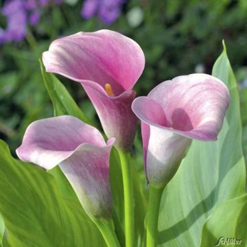 Zantedeschia Captain Melrose - Gele calla