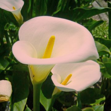 Zantedeschia aethiopica Pink Mist - Witte aronskelk
