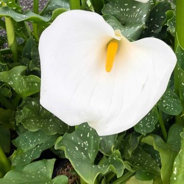 Zantedeschia aethiopica Himalaya - Witte aronskelk
