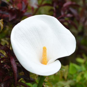 Zantedeschia aethiopica - Witte aronskelk
