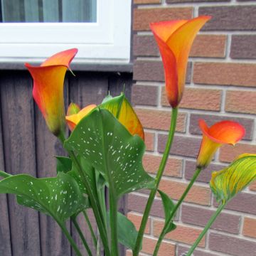 Zantedeschia Flame - Gele calla