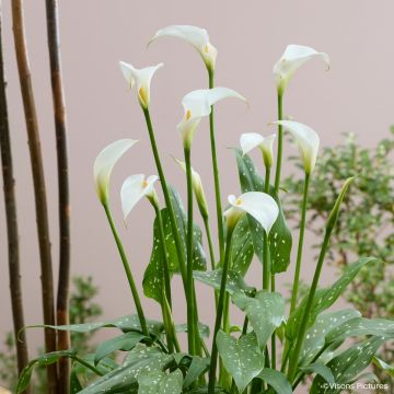 Zantedeschia aethiopica Scented Lady - Witte aronskelk
