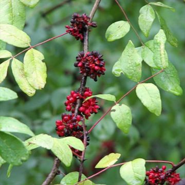 Zanthoxylum americanum - Kiespijnboom