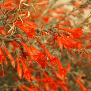 Zauschneria californica - Californische fuchsia