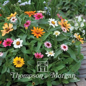 Zinnia elegans Molino Mixed (zaad) - Zahara-bloem