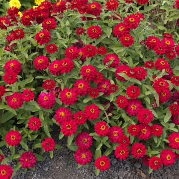 Zinnia marylandica Profusion Hot Cherry - Zahara-bloem