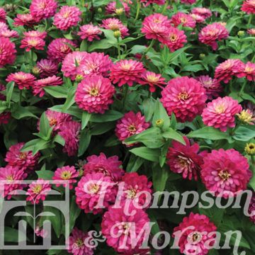 Zinnia marylandica Double Zahara Strawberry (zaad) - Zahara-bloem