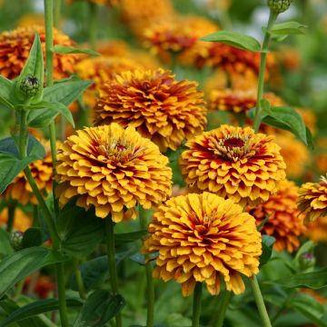 Zinnia elegans Macarenia (zaad) - Zahara-bloem