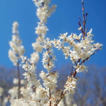 Abeliophyllum distichum Roseum - Witte forsythia