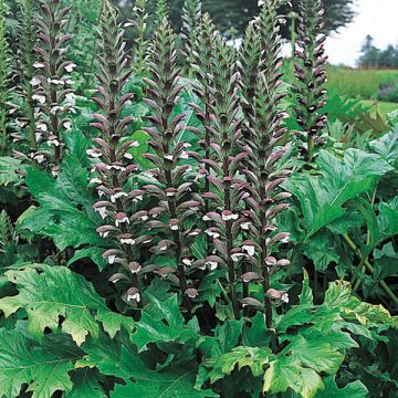 Acanthus mollis - Berenklauw