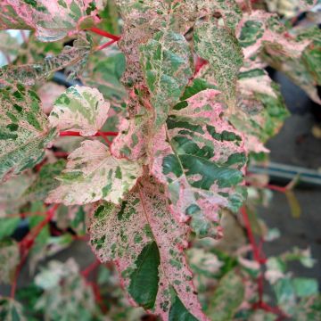 Acer conspicuum Red Flamingo - Slangenhuidesdoorn