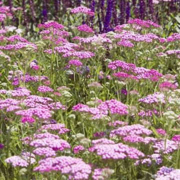 Achillea millefolium Lilac Beauty - Duizendblad