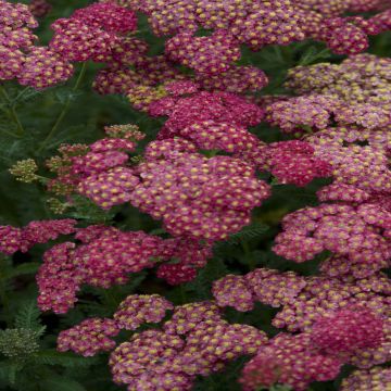 Achillea millefolium Pomegranate - Duizendblad
