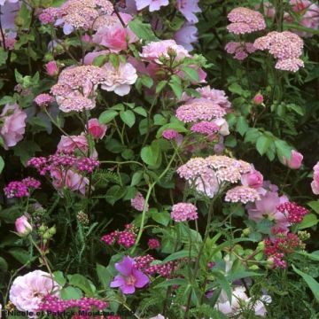 Achillea millefolium Apfelblute - Duizendblad