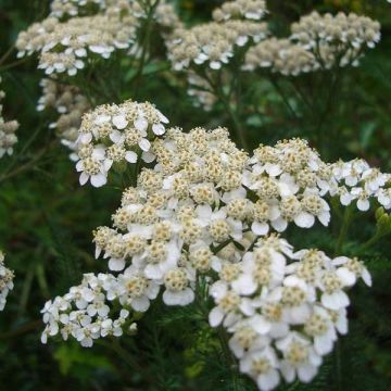 Achillea millefolium Heinrich Vogeler - Duizendblad