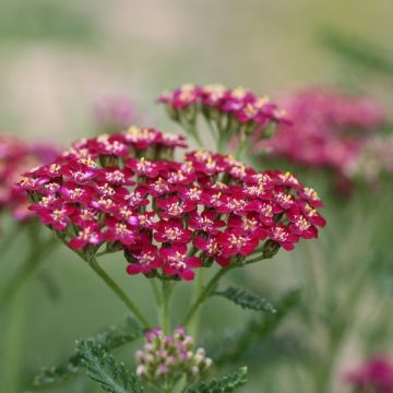 Achillea millefolium Cerise Queen - Duizendblad