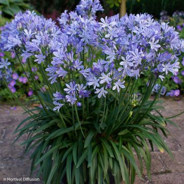 Agapanthus Charlotte - Afrikaanse lelie