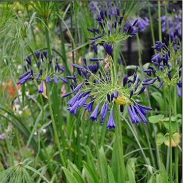 Agapanthus inapertus Nigrescens - Afrikaanse lelie