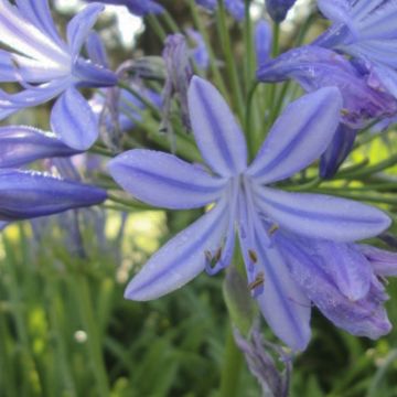 Agapanthus Sunfield - Afrikaanse lelie
