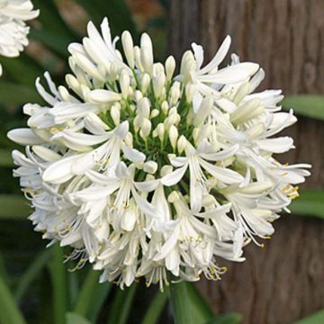 Agapanthus africanus (umbellatus) Albus - Afrikaanse lelie