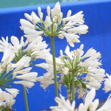 Agapanthus Windsor Grey - Afrikaanse lelie