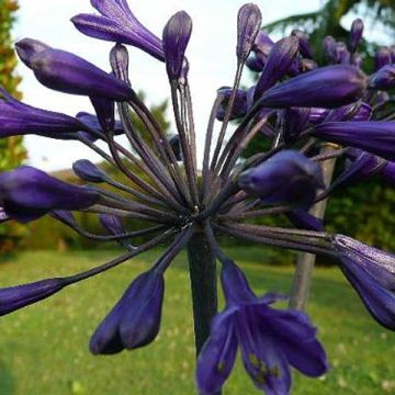 Agapanthus Back in Black - Afrikaanse lelie
