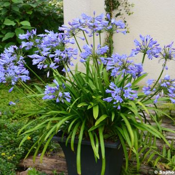 Agapanthus Pitchoune Blue - Afrikaanse lelie