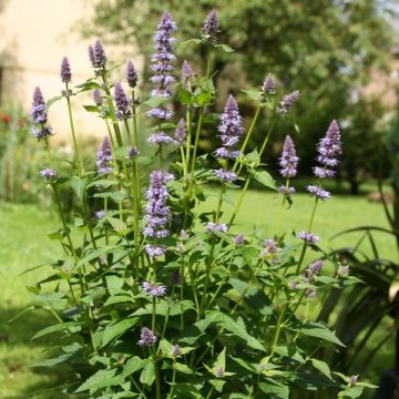Agastache Blue Fortune - Koreaanse munt
