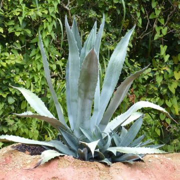 Agave americana - Honderdjarige aloë