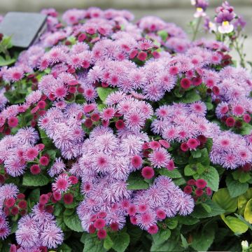 Mexicaantje Cushion Violet - Ageratum houstonianium
