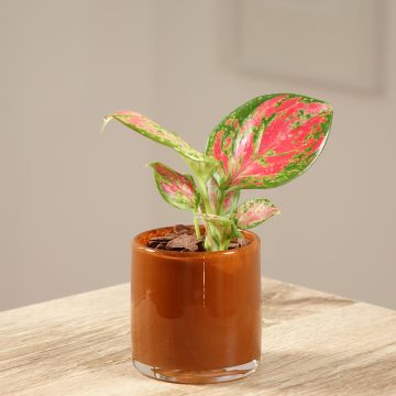 Aglaonema Red Dragon - Chinese evergreen