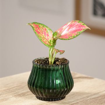 Aglaonema Red Valentine - Chinese evergreen