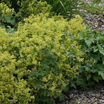 Alchemilla mollis - Vrouwenmantel