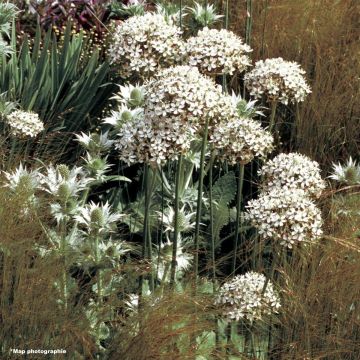Allium nigrum ssp multibulbosum - Zwarte look