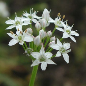 Allium tuberosum - Chinese bieslook